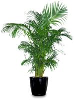 Inscape Indoor Plant Hire image 2